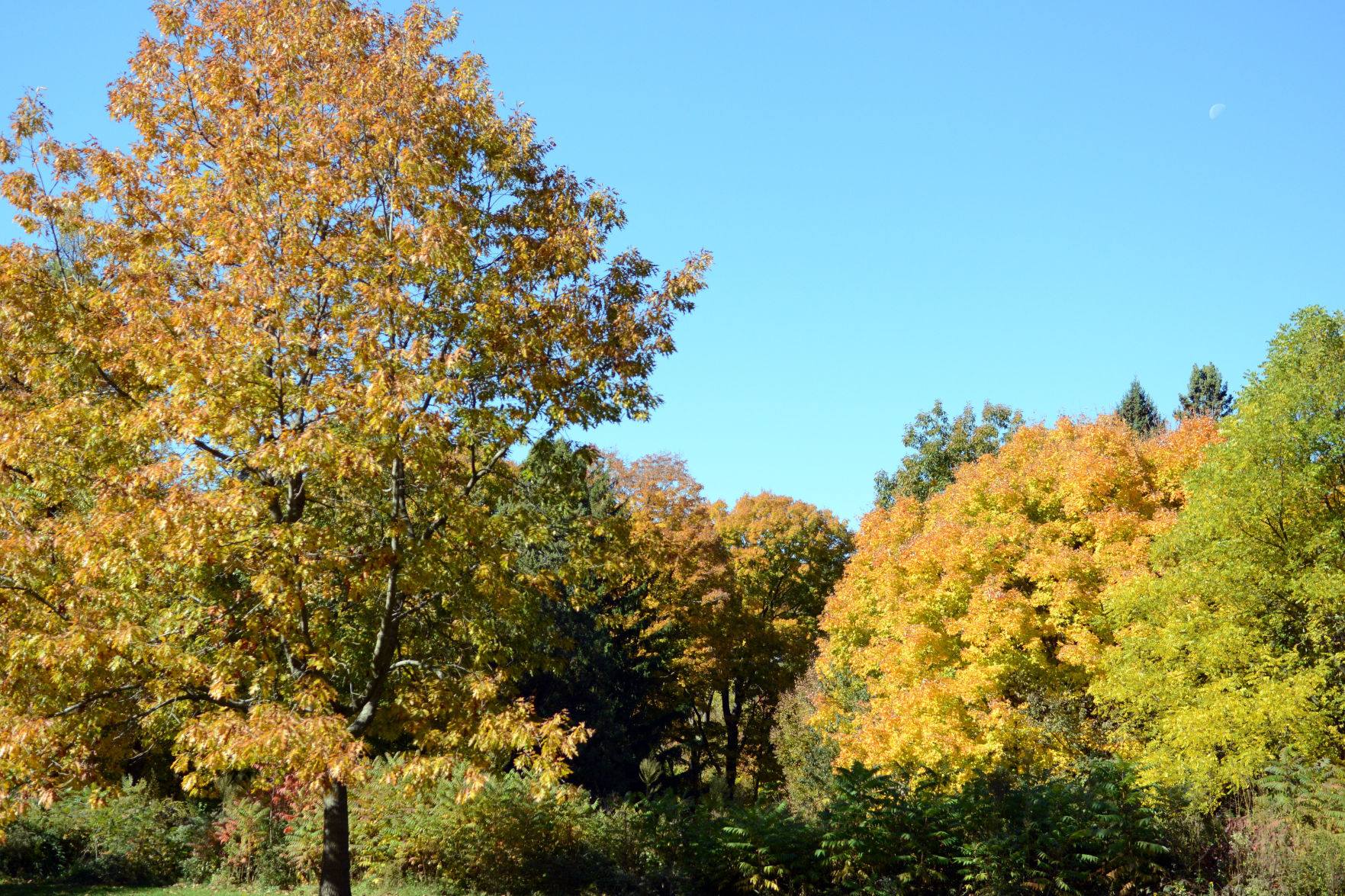 Baraboo area fall color, Oct. 8, 2020